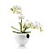 Горшок для орхидеи Orchid Pot, белый