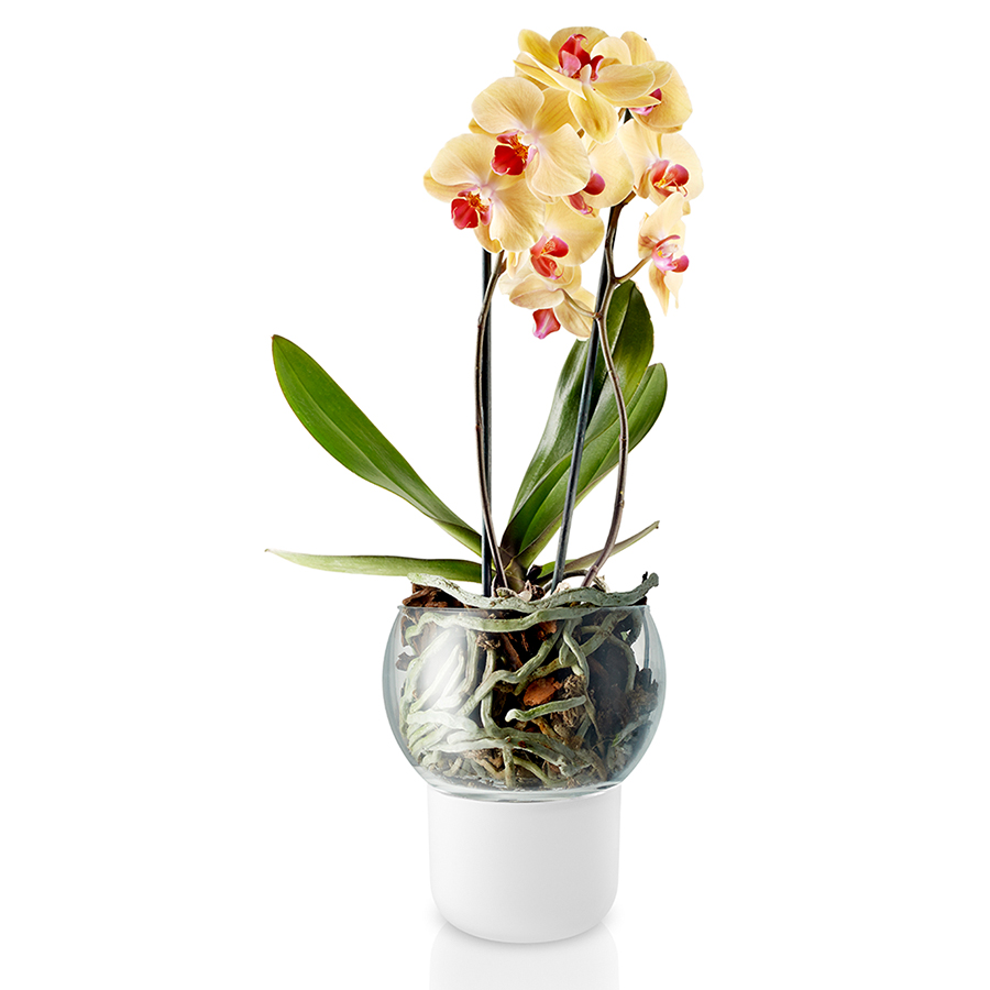 Выбираем правильный горшок для орхидеи - полезные статьи GREEN OFFICE